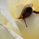 Illustration for article titled 294 Creepy Crawly Bug Wallpapers